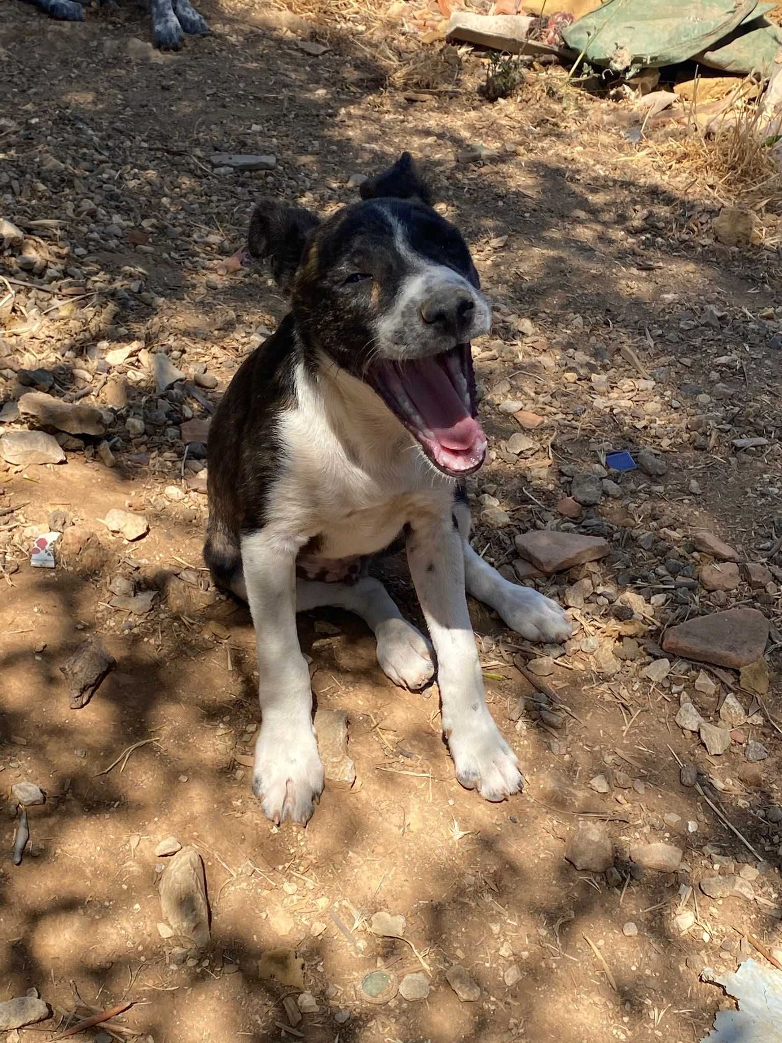 Pinóquio - Bebé para Adopção