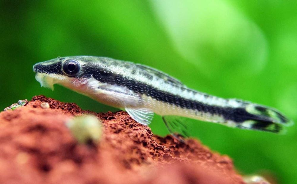 Otosek przyujściowy (Otocinclus affinis) AKWAWIN WYSYŁKA
