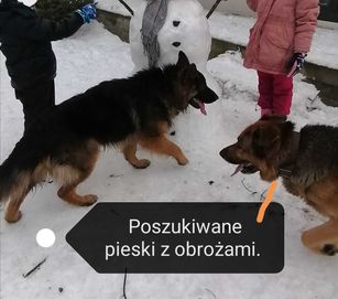 Poszukiwane 2 owczarki niemieckie