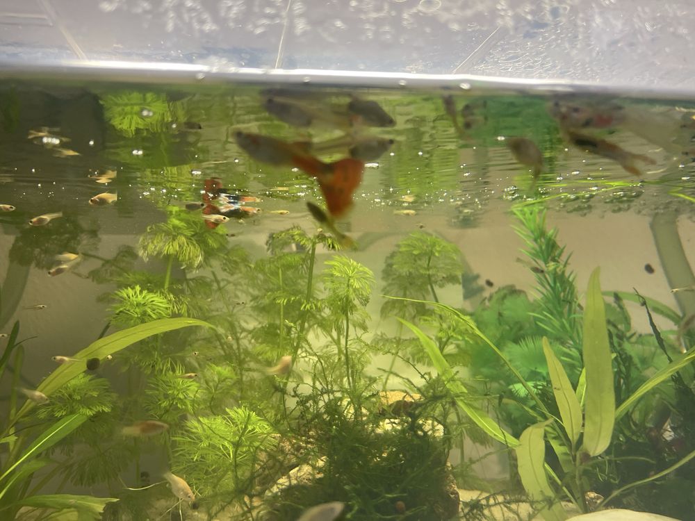 guppys com 1/2/3 mês para venda guppys de linhagem
