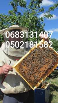 Продам пчелопакеты Карника