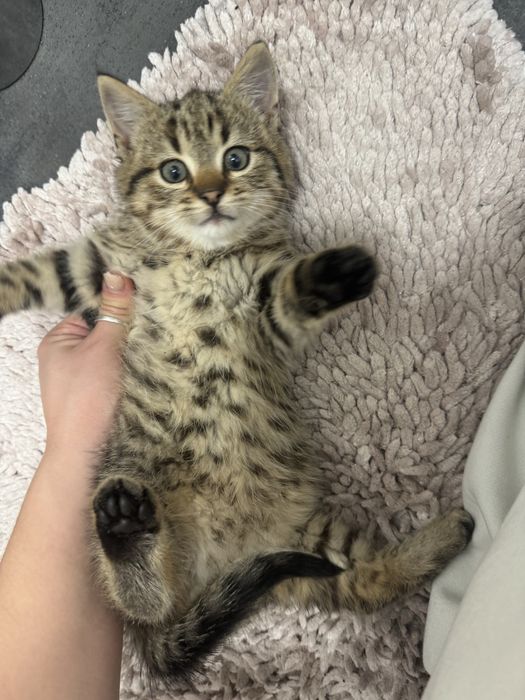 Malutki kotek tygrysek w prążki