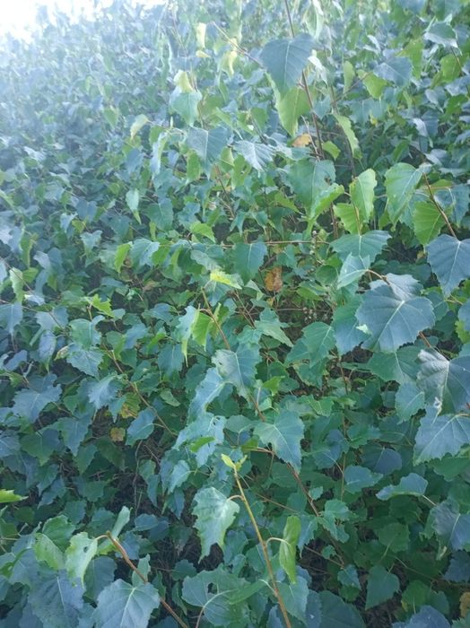 Sadzonki brzozy brodawkowatej