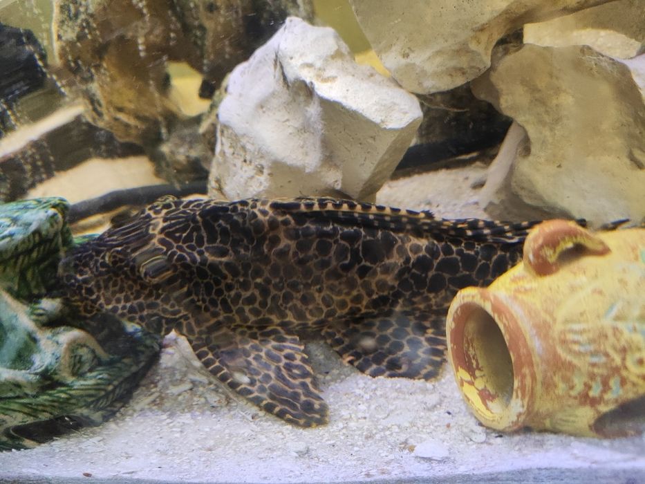 Plecotidos limpa fundos com 40 cm mto bonito castanho e preto