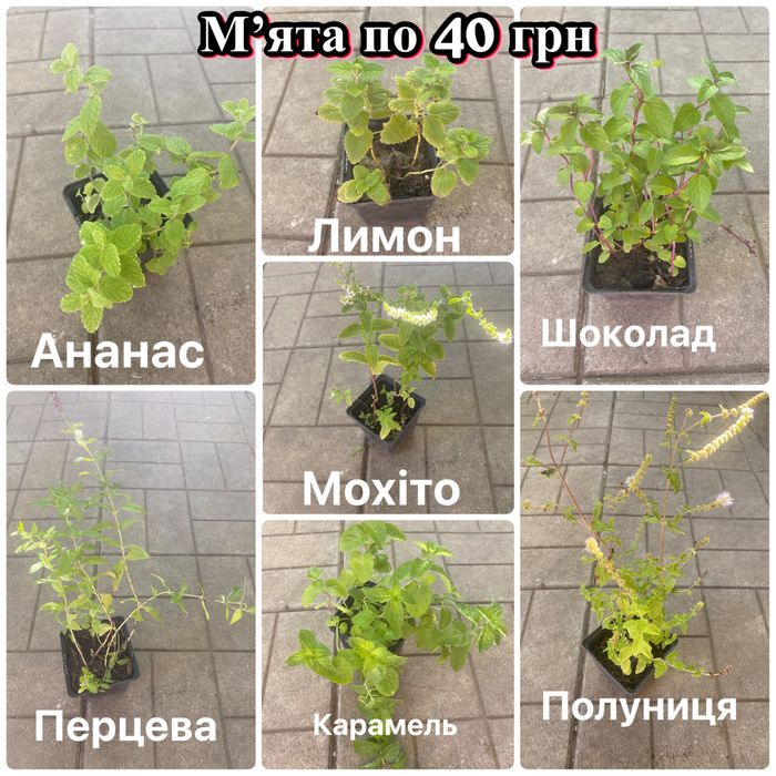 Плющ, бересклет, барбарис