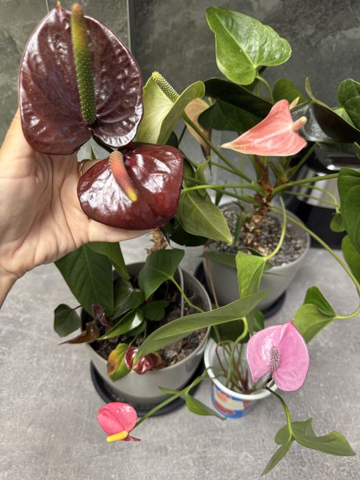 Антуріум колорадо, лівіум, каваллі, блек паріж, хот ліпс