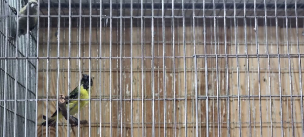 Casal de megellancias e casal de cardinalitos