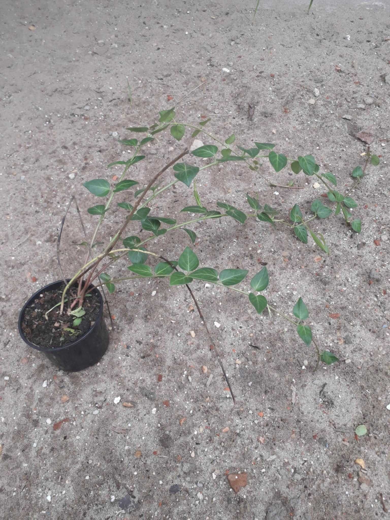 barwinek wysoki roślina ogrodowa