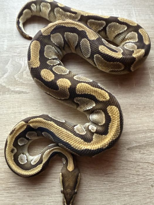 Wąż domowy młody