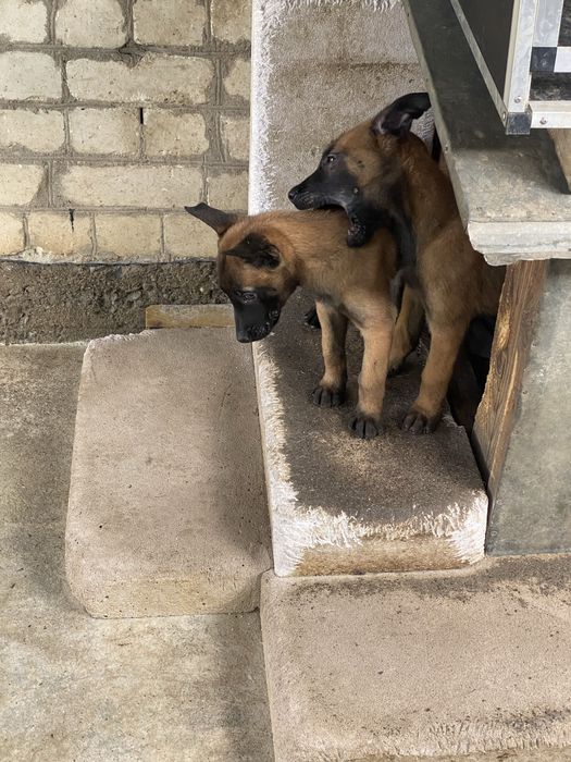 Цуценята Малінуа