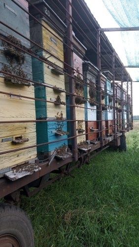 Бджоловіз, бджолопавільйон, причеп (лафет з дахом) для пасіки