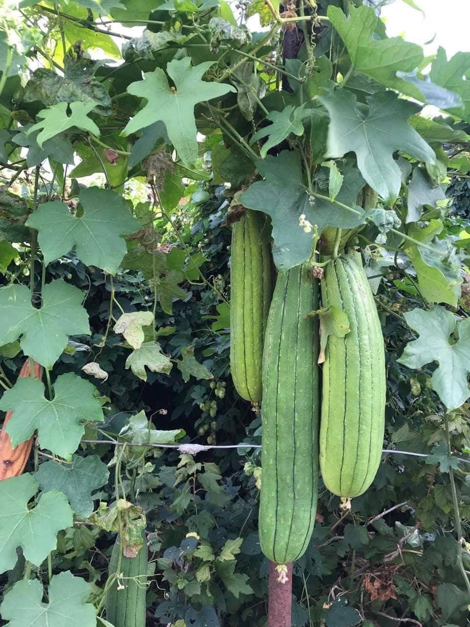 Продам семено люффы (мочалки).