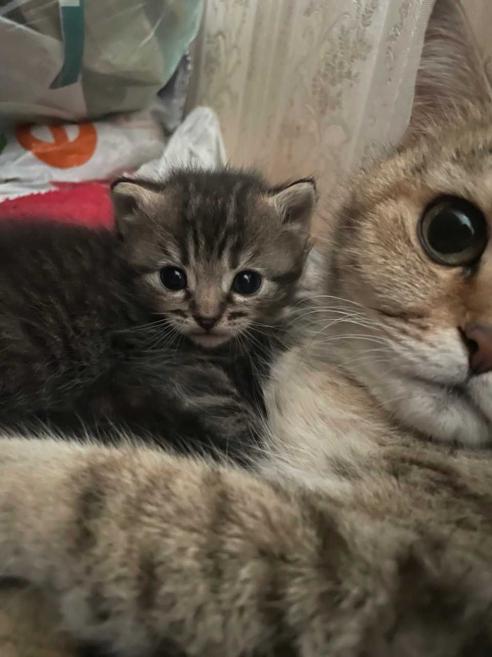 Кошенятко шукає сім'ю