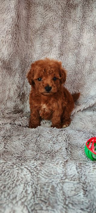 Pudel toy Red redbrown Red brown