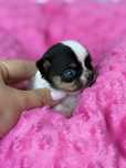 Mini dziewczynka Melania chihuahua XXS