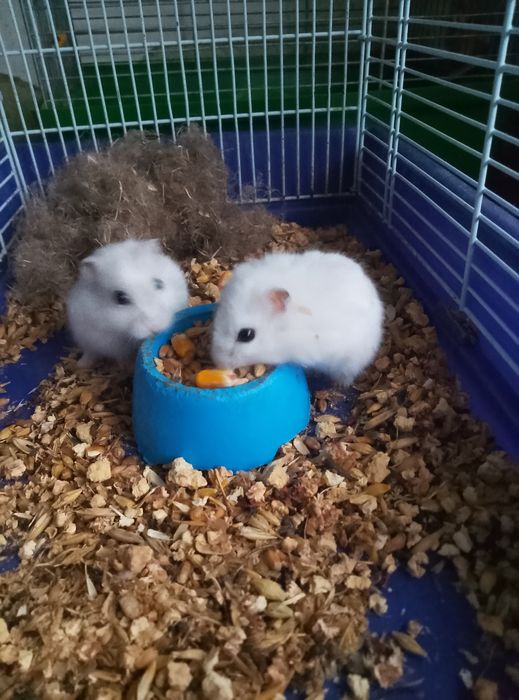 Хомячки Кременчуг