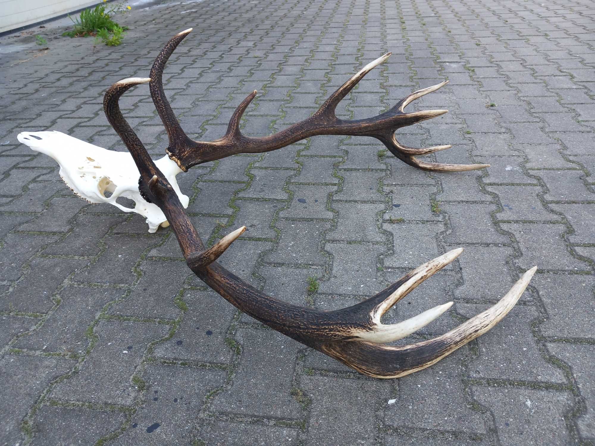 Poroże 7,4 kg, Byk, Wieniec, Jeleń, Rogi, Czternastak,