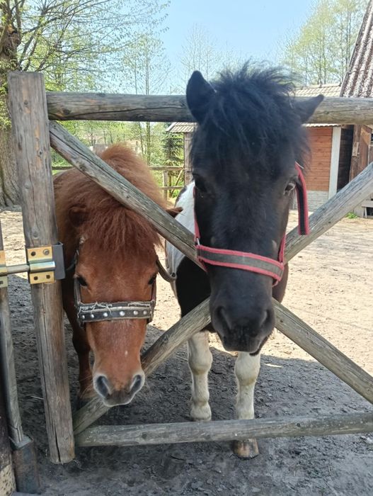 Klaczki, Kuce szetlandzkie