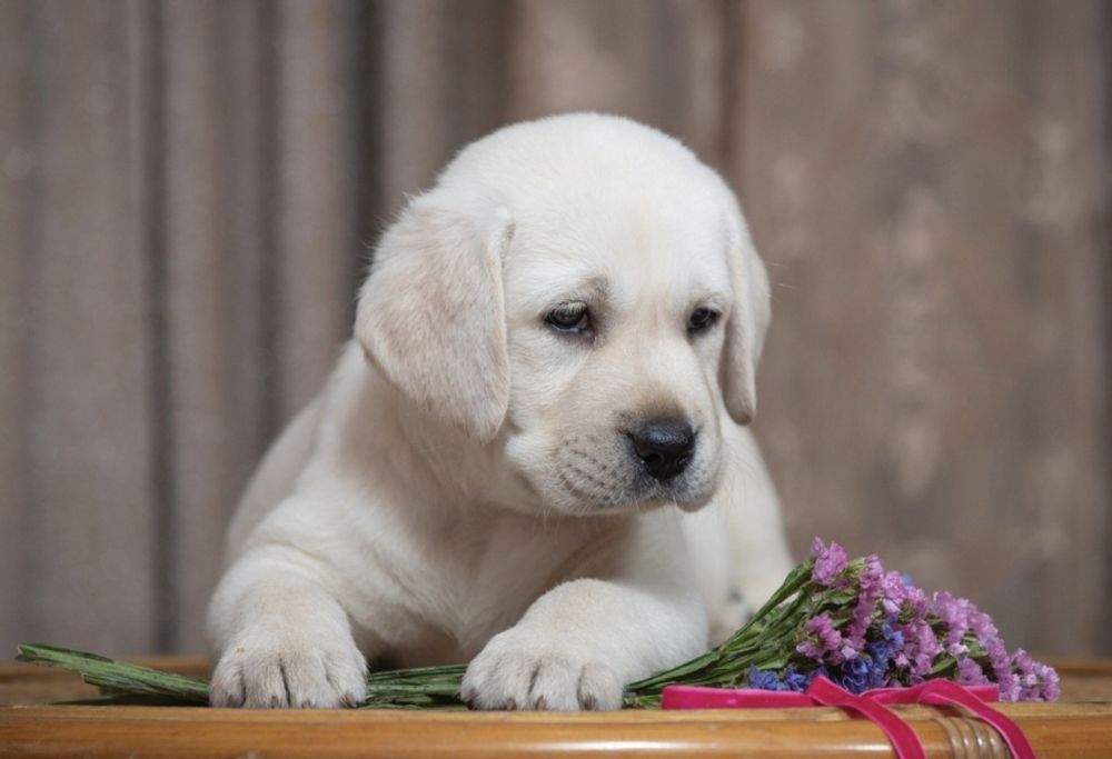 Мишки Лабрадор Ретривер щенки питомника с Доставкой оплата по факту