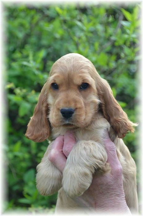 Ваш новий хвостатий друг