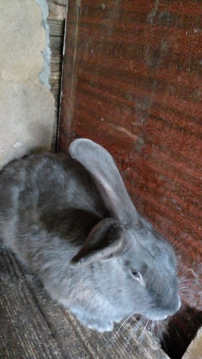 Кролик самец 7 мес.