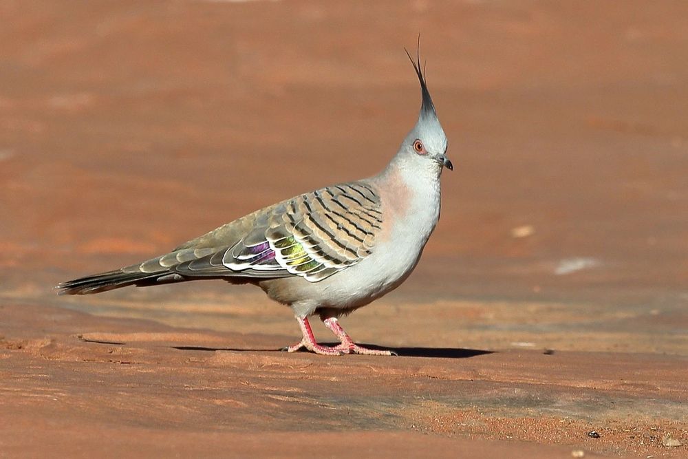 Casal rola de crista