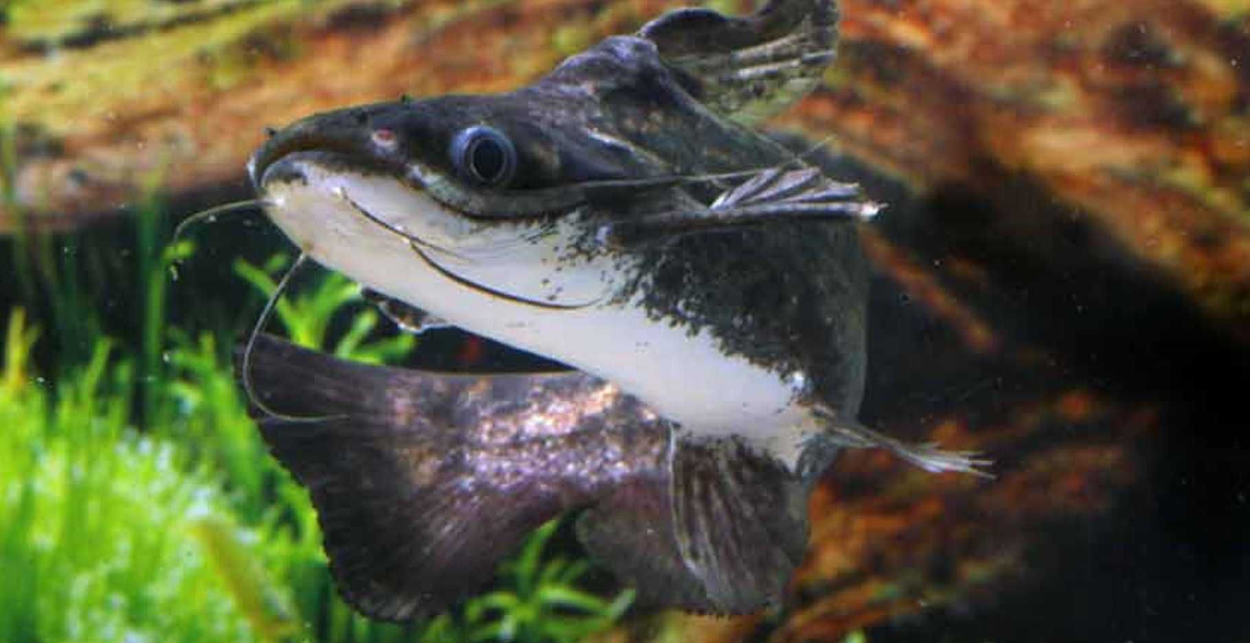 Trachelyopterus fisheri - Sumik - Sum - dowozimy, wysyłamy