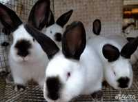 Продам кроликов Калифорния