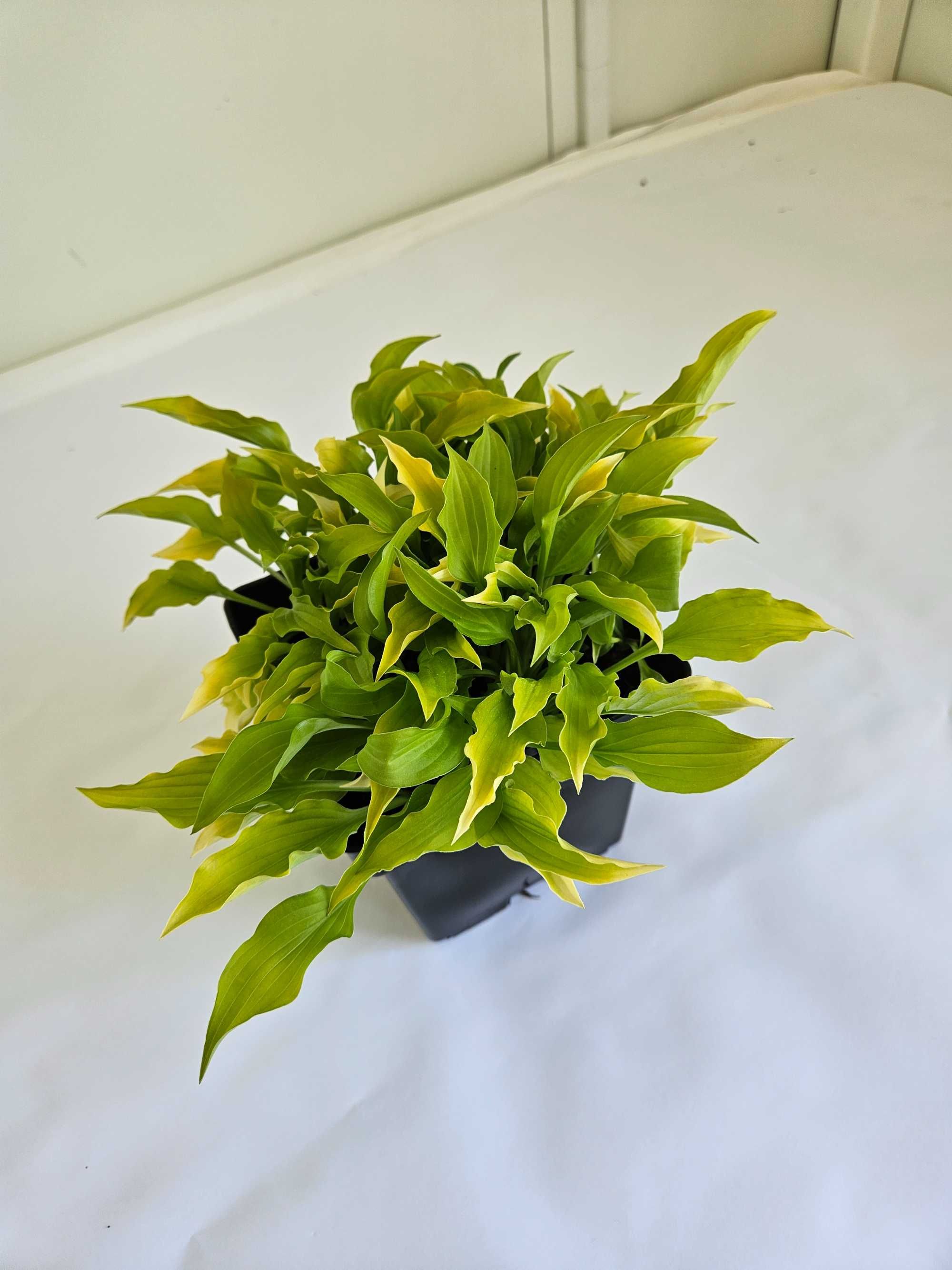 Funkia (Hosta) – z jasnozielonymi liśćmi i jasnym obrzeżeniem