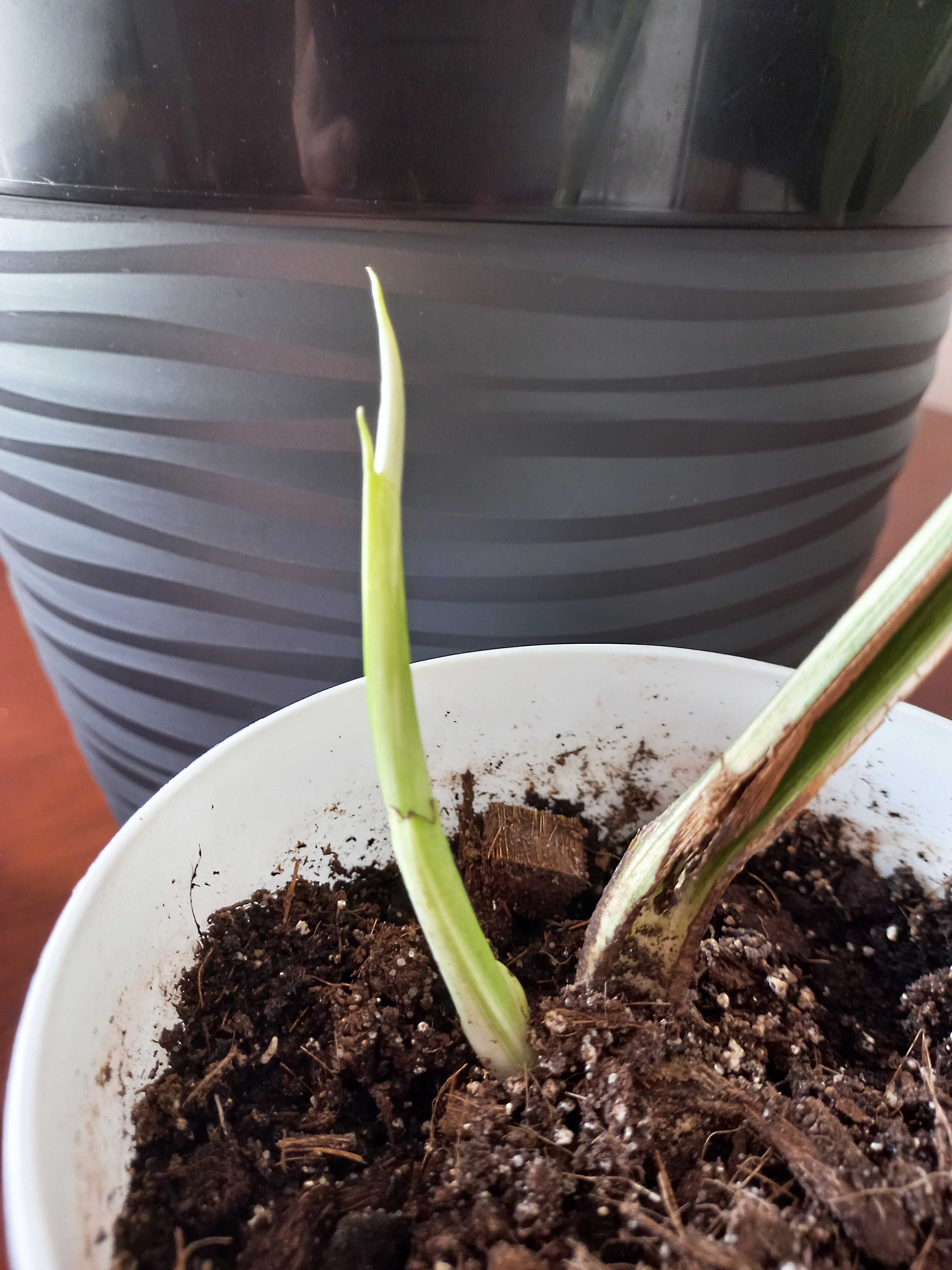Monstera Variegata – sadzonka z nowym liściem.