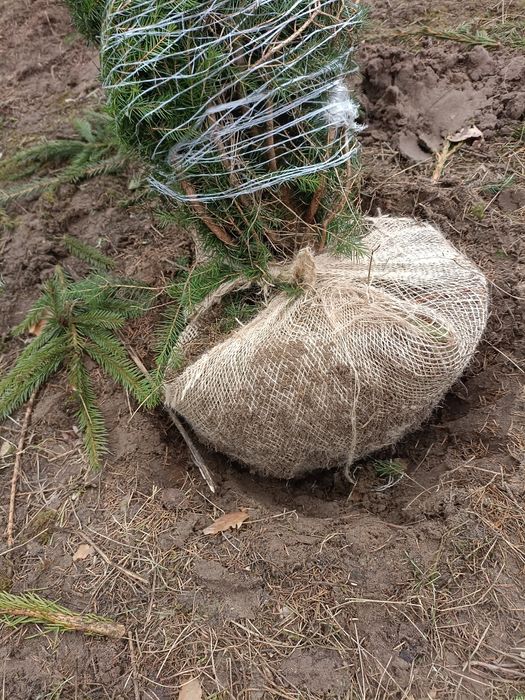 Świerk pospolity do ogrodu na żywopłot kopany nasadzenia transport