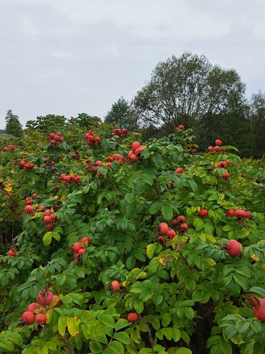 Sadzonki dzikiej róży Rugossa (jadalne owoce)
