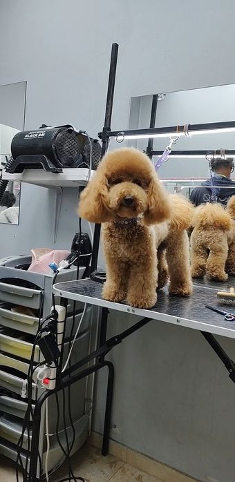 Шукаю моделей для створення портфоліо