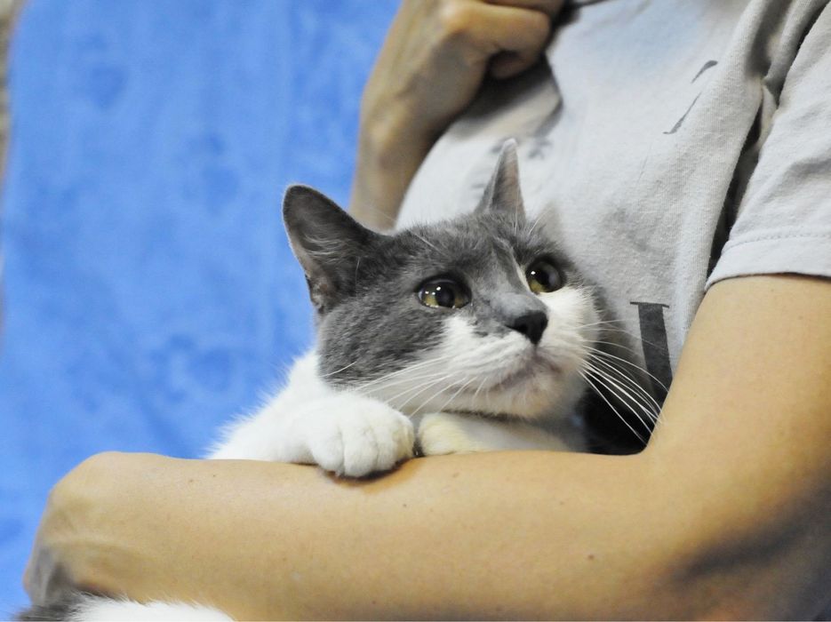 Добрая Кошечка Санни ищет  семью!