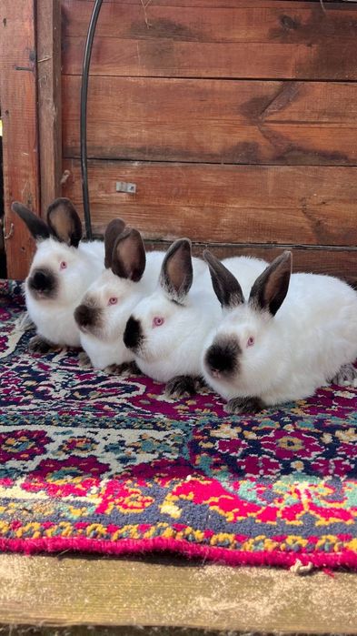 Кролики, кролі, каліфорнія, каліфорнійський кролик