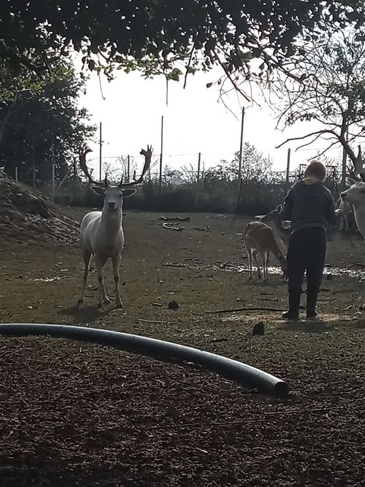 Daniel albinos z transportem