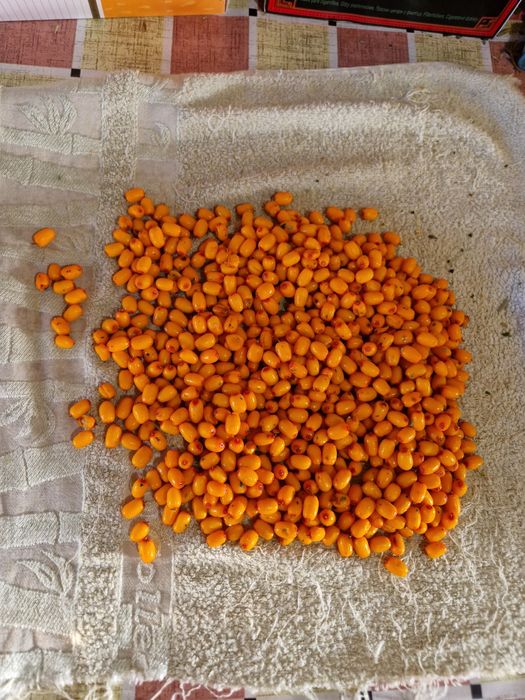 Продам  свіжу ягоду обліпихи