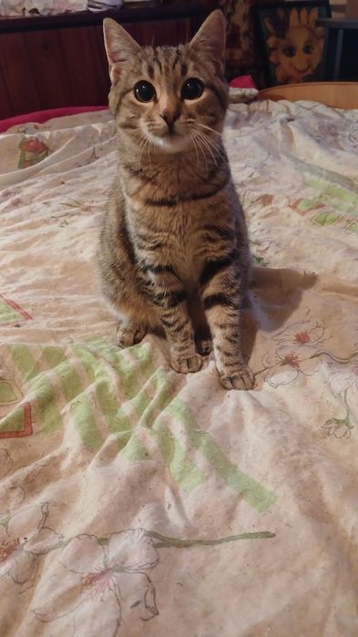 Отдам бесплатно котят