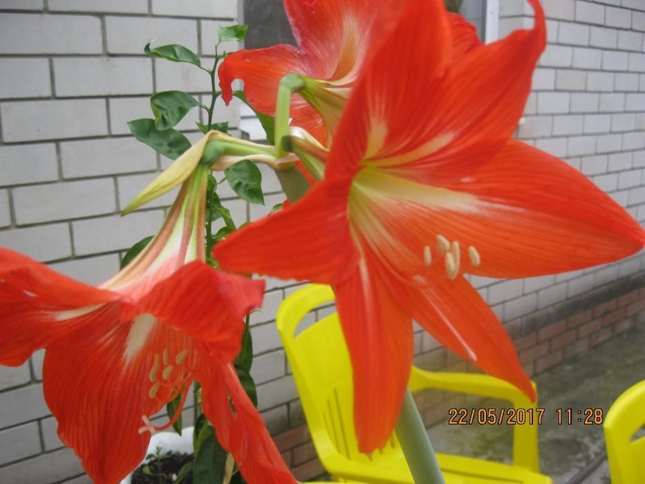 Гиппеаструм гибридний