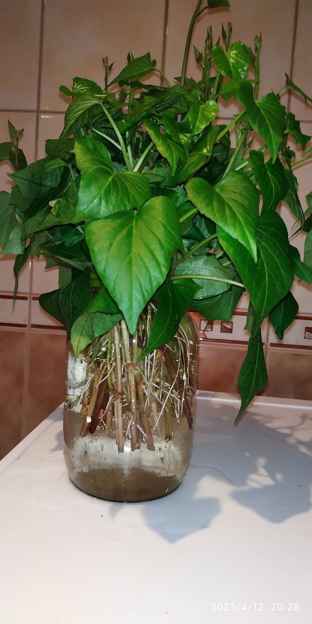 Батат, сладкий картофель.