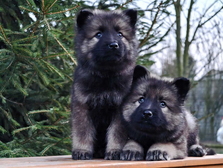 OWCZAREK STARONIEMIECKI Mocna Srebrna suczka! Gotowa do zmiany domu !