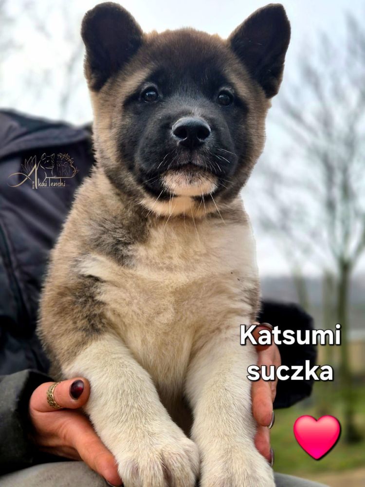 Piękna suczka Akity Amerykanskiej FCI
