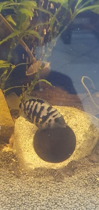 Peixe papagaio anão