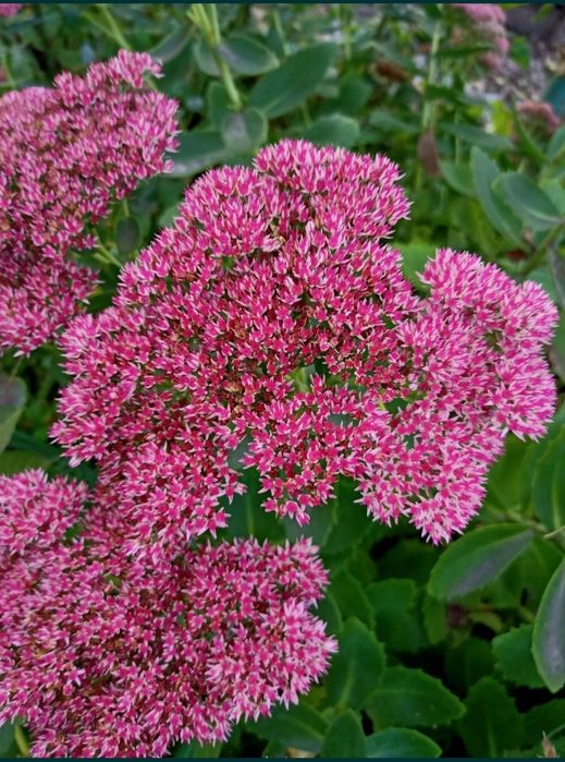 Очиток або заяча капуста