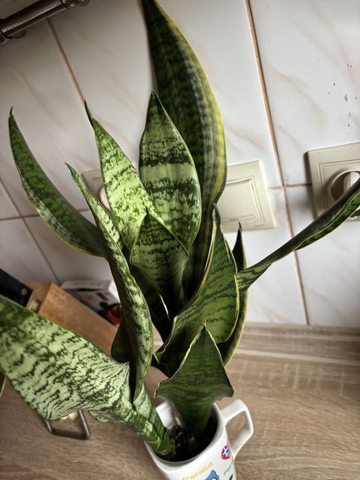 Сукуленти реанімашки