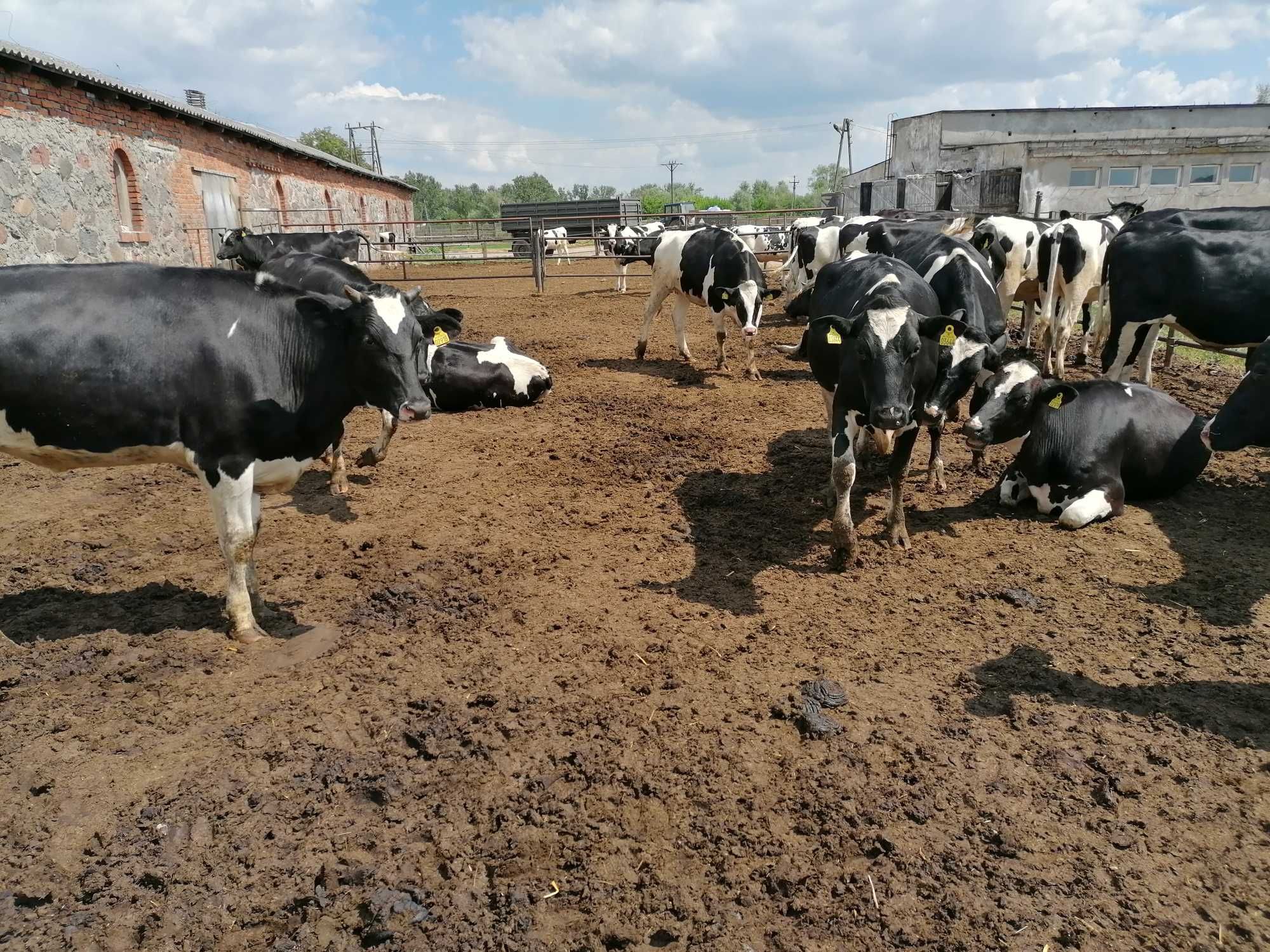 Gospodarstwo sprzeda jałówki wysokocielne ras mlecznych.