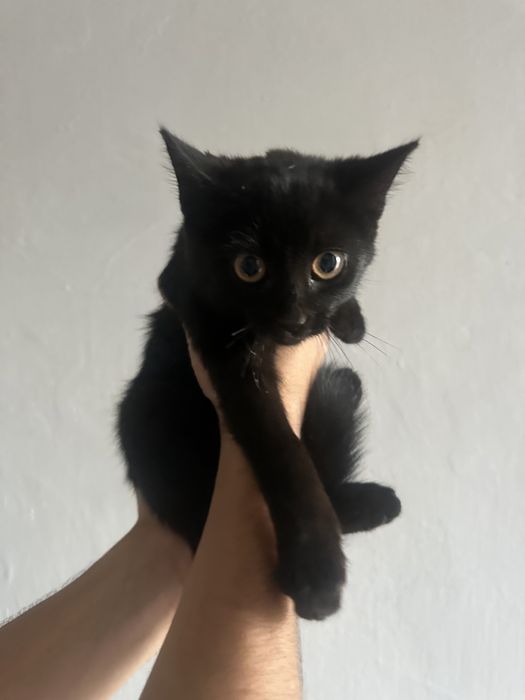 Кошенята безкоштовно