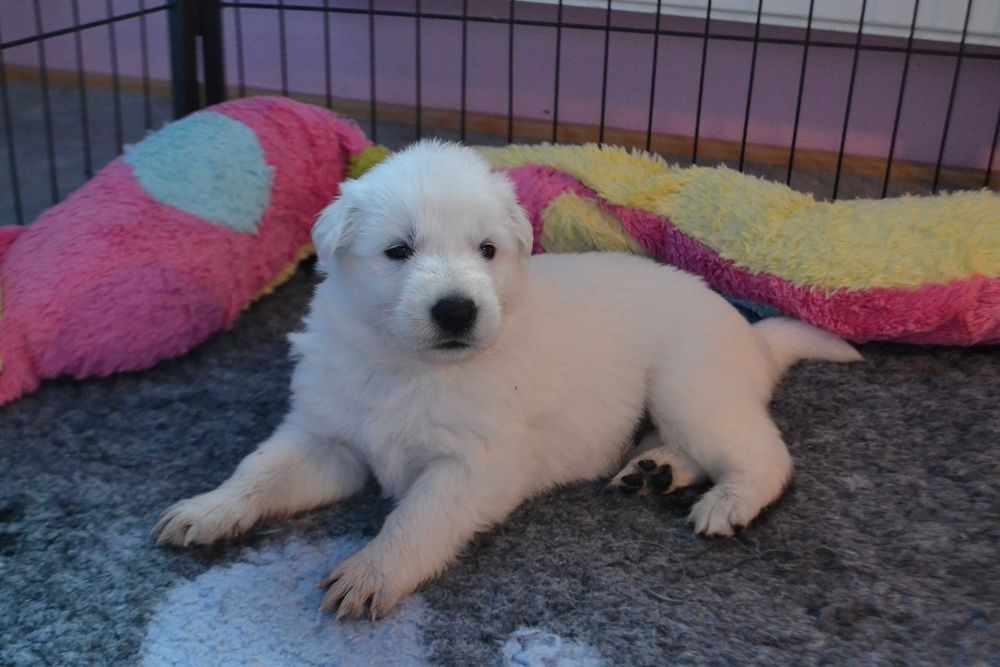 Biały owczarek szwajcarski  suczka od szkoleniowca!