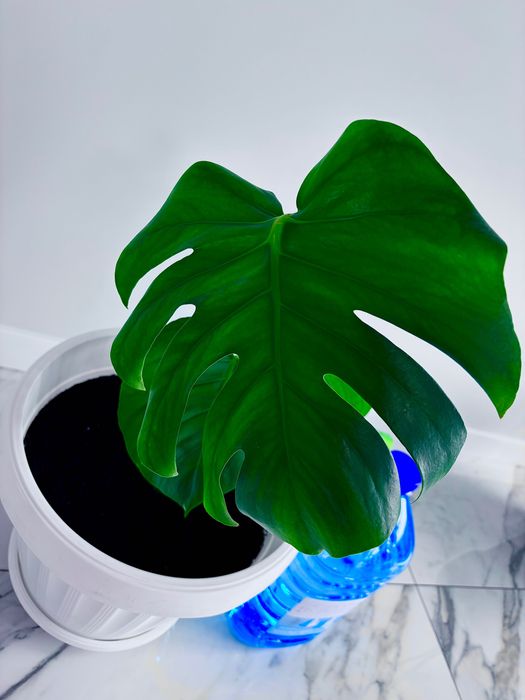 Монстера - чудернацька рослина. Остання.