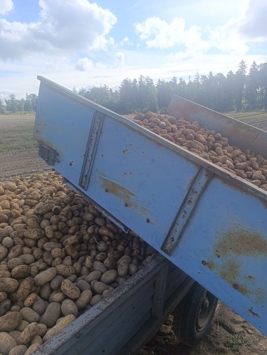 Ziemniaki odmiany Anna Bernina  10kg